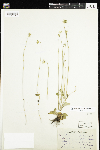 Parnassia palustris var. tenuis image