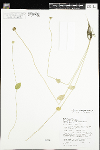 Parnassia palustris var. tenuis image