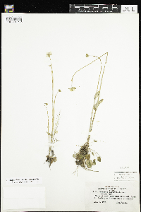 Parnassia palustris var. tenuis image