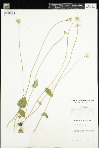 Parnassia palustris var. tenuis image