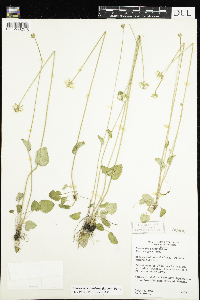 Parnassia palustris var. tenuis image