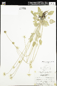 Parnassia palustris var. tenuis image