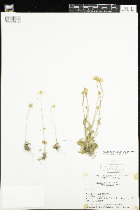 Parnassia palustris var. tenuis image