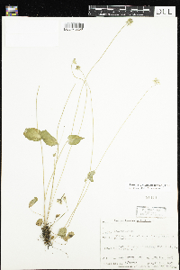 Parnassia palustris var. tenuis image