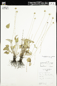 thumbnail image of current specimen