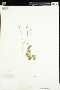 Parnassia palustris image