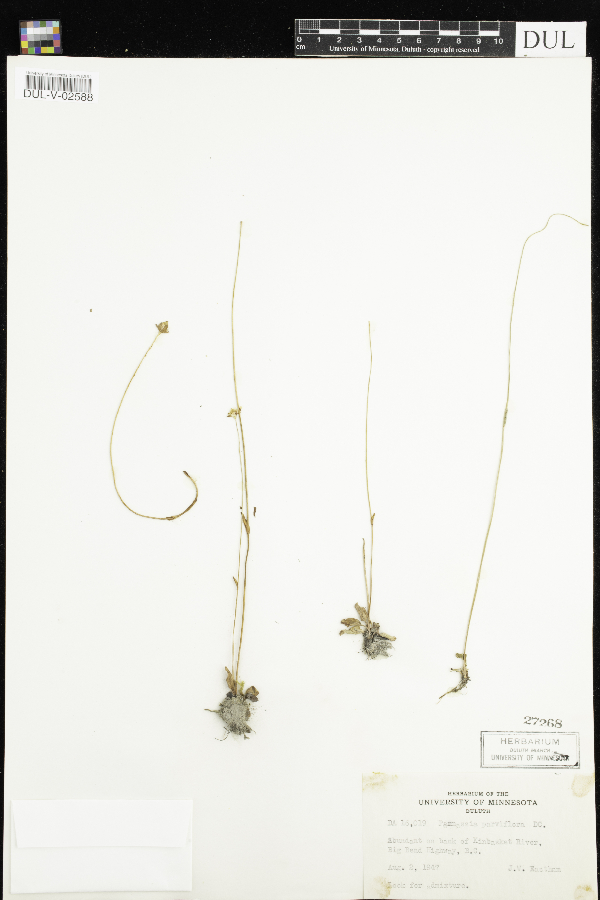 Parnassia parviflora image