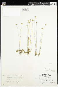 Parnassia parviflora image