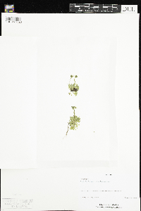 Saxifraga cespitosa image