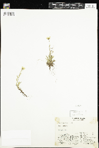 Saxifraga hirculus image