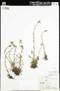Saxifraga hirculus image
