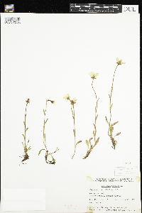 Saxifraga hirculus image