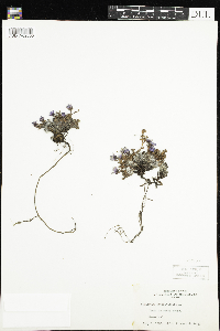 Symphyotrichum ciliolatum image