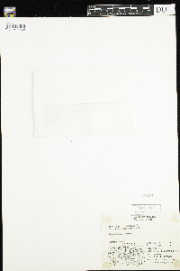 Saxifraga bronchialis image