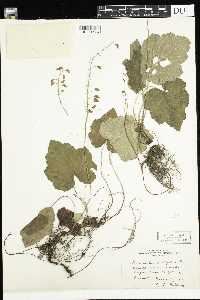 Tiarella cordifolia image