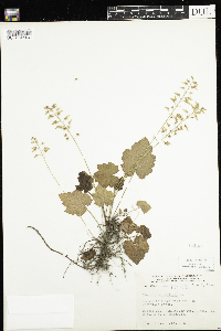 Tiarella cordifolia image