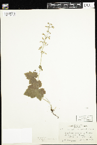 Tiarella trifoliata var. unifoliata image