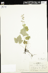Tiarella trifoliata var. unifoliata image