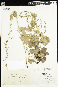 Tiarella trifoliata var. unifoliata image