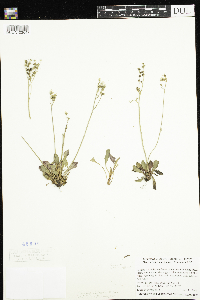 Micranthes virginiensis image