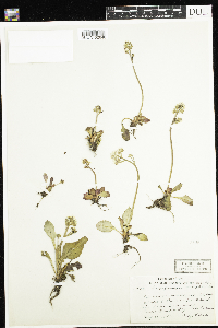 Micranthes virginiensis image