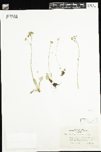 Micranthes virginiensis image