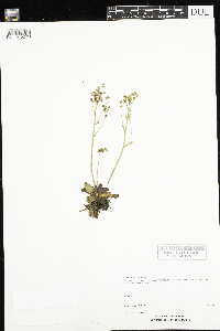 Micranthes virginiensis image