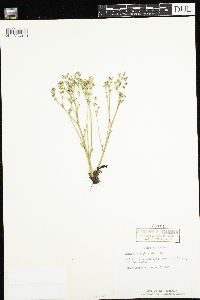 Micranthes virginiensis image