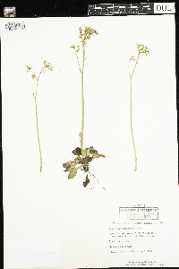 Micranthes virginiensis image