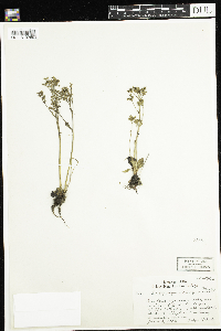 Micranthes virginiensis image
