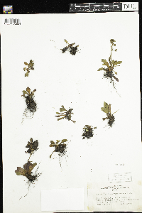 Micranthes virginiensis image