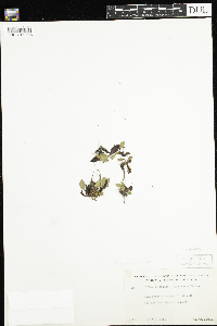 Micranthes virginiensis image