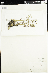 Micranthes virginiensis image