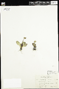 Micranthes virginiensis image