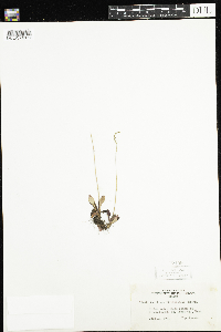 Micranthes virginiensis image