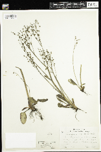 Micranthes virginiensis image