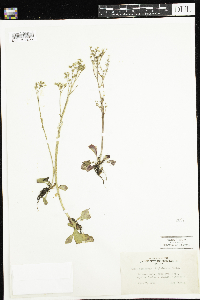 Micranthes virginiensis image