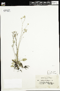 Micranthes virginiensis image