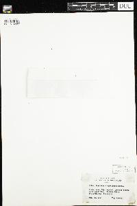 Micranthes virginiensis image