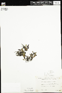 Micranthes virginiensis image