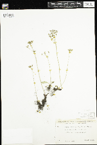 Micranthes virginiensis image
