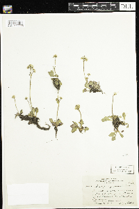 Micranthes virginiensis image