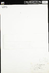 Micranthes virginiensis image