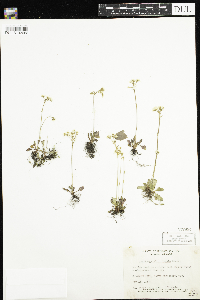 Micranthes virginiensis image