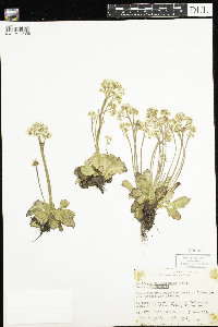 Media resource of Micranthes virginiensis