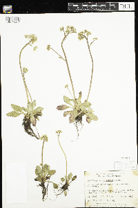 Micranthes virginiensis image