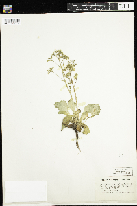 Micranthes virginiensis image