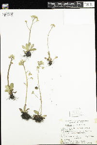 Micranthes virginiensis image