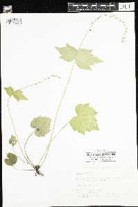 Mitella diphylla image