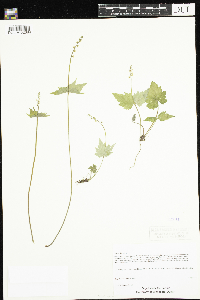 Mitella diphylla image